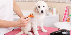 Grooming & Hygiene