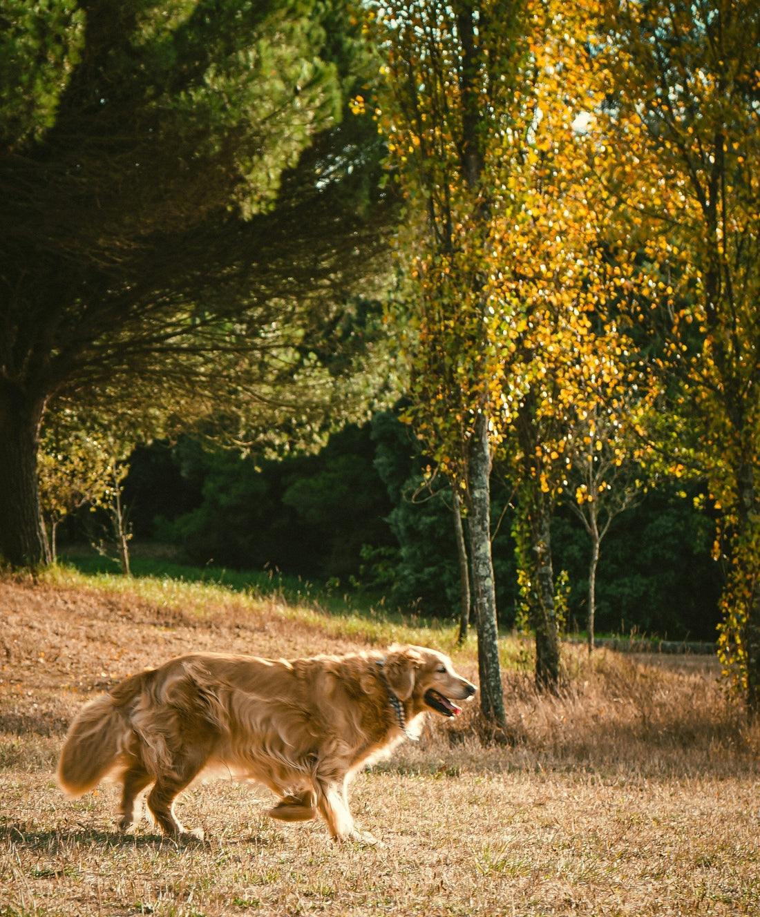 The Secret to a Healthier Pup? It Starts with Daily Routine
