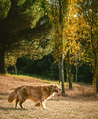 The Secret to a Healthier Pup? It Starts with Daily Routine